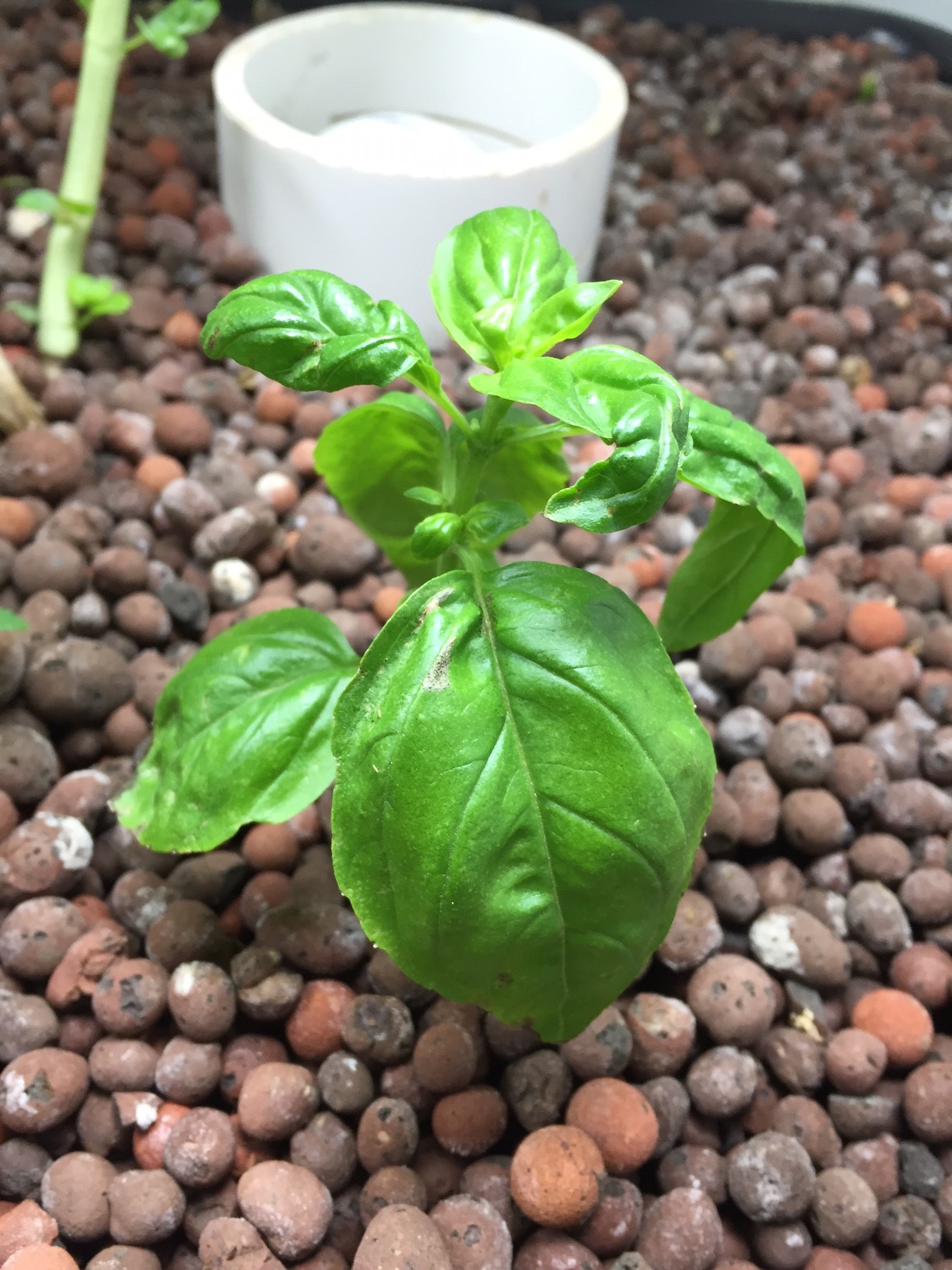 Basil