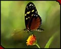 Butterfly Choas