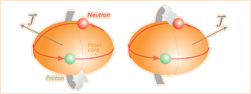 nuclei