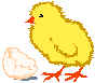 Chickegg1.wmf (9610 bytes)