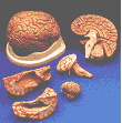 You can buy this brain at: http://www.redreef.com/other.html