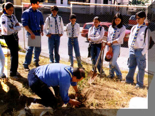 ARBOL_HERRERA (2).jpg (75977 bytes)