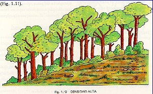 Densidad alta