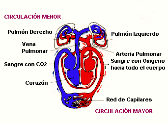 [Aparato Circulatorio]