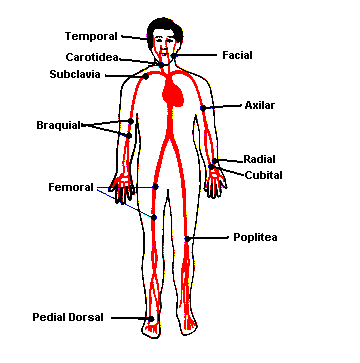 [Aparato Circulatorio1]
