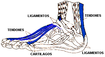 [LIGAMENTOS]