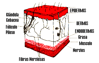 Clasificaci�n de las Quemaduras
