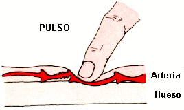 PULSO 