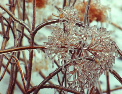 we call these flowers snowballs, but looks like an iceball to me