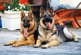 Hukka and Pimu