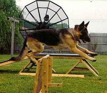 Peto Jump