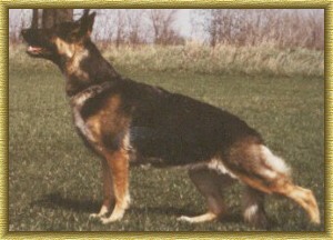 sadie.jpg