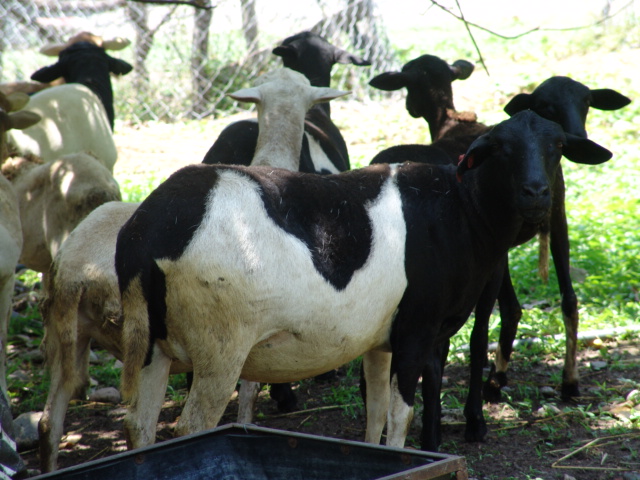 Borrega Dorper de 1/2 sangre cargada de su cruza con dorper.
