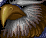 Gryphon Rider
