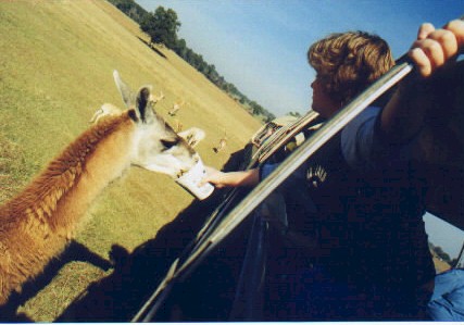 llama.jpg (38639 bytes)
