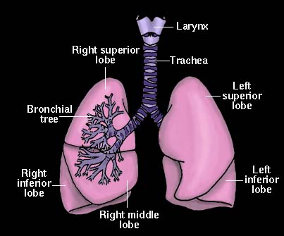 lungs