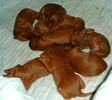 Litter of 8 Irish Setter Puppies