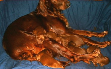 Irish Setter nursing her young
