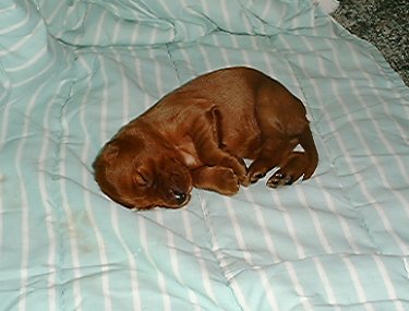 Picture of an Irish Setter puppy.