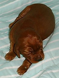 Picture of an Irish Setter puppy.