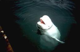 Image Beluga