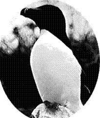 Photo Pingouin