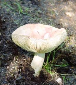 Photo champignon