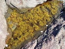 Photo Fucus