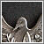 Peace Rhetoric thumbnail pic.