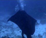 Manta Ray Cover