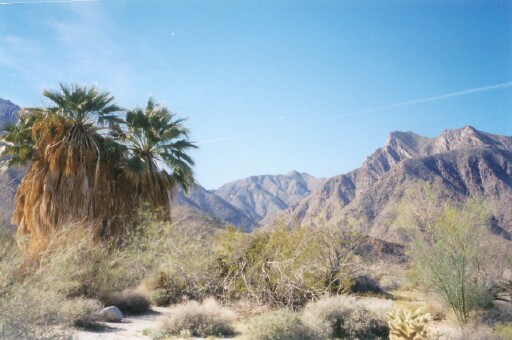 desert beauty