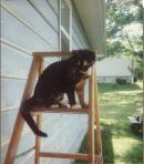 my cat pinkpaw