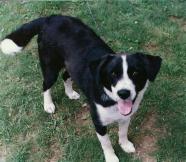 my dog roi