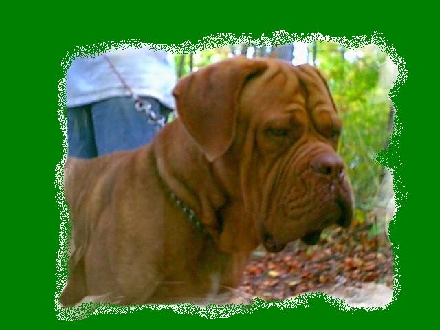 "Bello"&nbsp; 120 lbs. and still growing!
