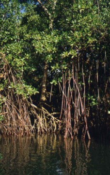 mangue