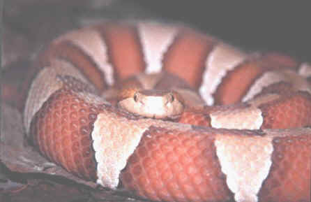 Herpetology - Herplit Database