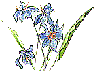 Blume