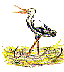 Storch