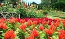 ChiangMai Tour : Tour ChiangMai Doi Suthep : Tour To Temple ChiangMai and Flowers garden