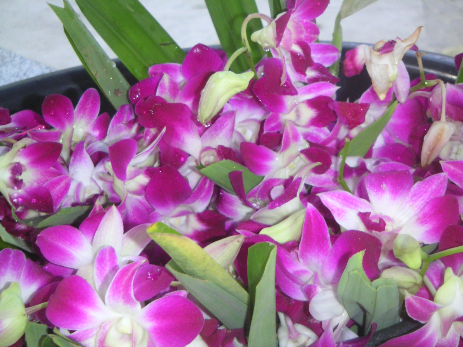 Exotic flowers in Thailand