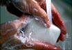 sapone