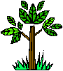 albero