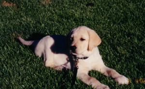 Ashley laying in grass