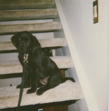 Hansa Puppy
