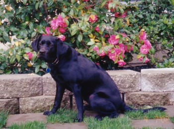 Big Hansa