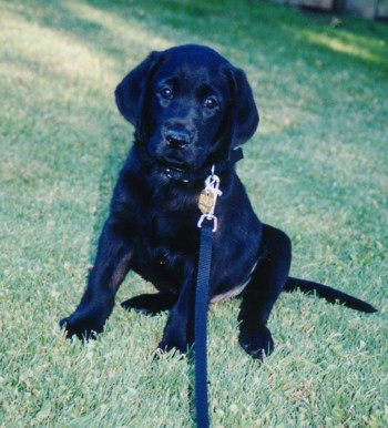 Lanai Puppy