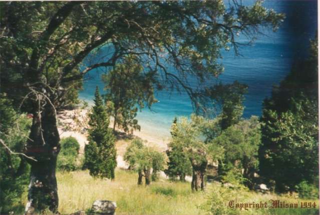 The olive groves leading down to the sea on the island of Corfu: Copyright: Milson Macleod, 1994