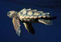 Caretta Caretta