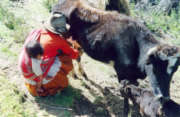 Our "hostmother" milking her cow.