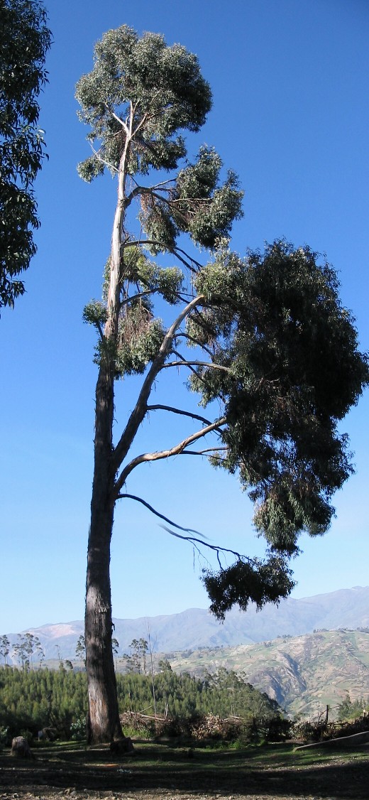 The tree picture again, now in its full version.&nbsp; La foto del �rbol de nuevo, ahora en la versi�n normal.
